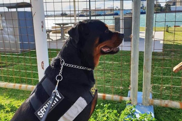 a1-k9-security-464604CEE27A-04D3-5448-F680-2E96AFC86330.jpeg